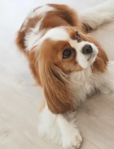 Cavalier