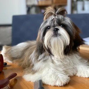 Shih Tzu